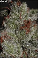 Goji 10   84jrs   6