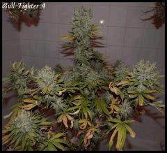 BullFighter 4 91jrs   1
