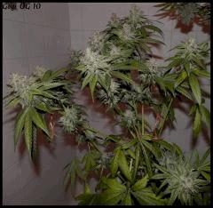 Goji 10   84jrs   1