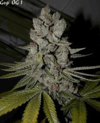 Goji 1   84jrs   3