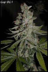 Goji 1   84jrs   2