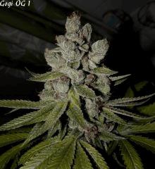 Goji 1   84jrs   4