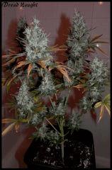Dread Naught 84jrs   1