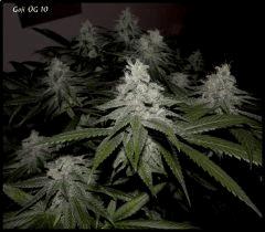 Goji 10   51jrs   4