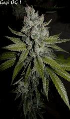 Goji 1   84jrs   8