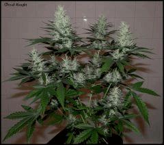 Dread Naught 2