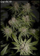 Goji 10   84jrs   3