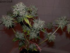 Green Crack 84jrs   1