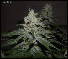 Goji 10   51jrs   2