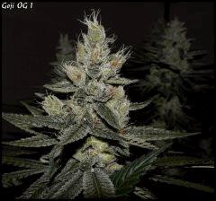 Goji 1   55jrs   4