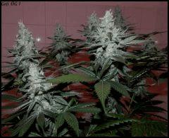Goji 1   55jrs   1