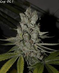 Goji 1   84jrs   5