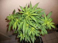 DSCN0665