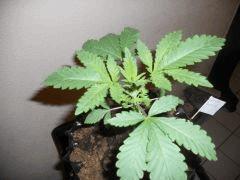 DSCN0675