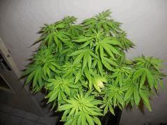 DSCN0659