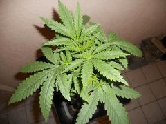 DSCN0673