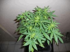 DSCN0671