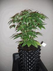 DSCN0664