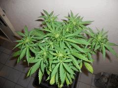 DSCN0667