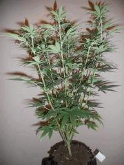 variete inconnu cadeau de seed passion (fem) cro+27 flo+18 #7