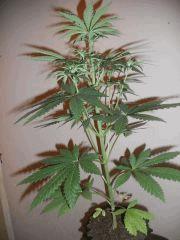 northen light one bud(fem) cro+18/flo+18 #2