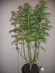 guariguette variete inconnu (fem) cro+40 flo+18 #8