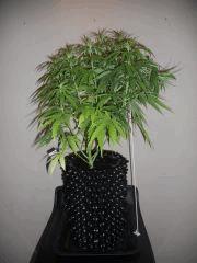 DSCN0657