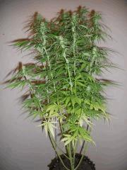 critical jack flash(fem) cro+40 flo+18 #9