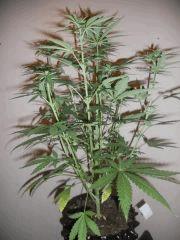 northen light(fem) cro+18/flo+18 #1