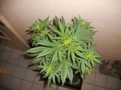 DSCN0662