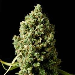 -.#JDC SERRE 2015#.- |C+40| Palissé [->Critical+2.0,Critical Kush,Blue Cheese-Bubba Kush Auto,California Kush]-[OUTDOOR]-[POT]-[SERRE]-[BIO]-..-#