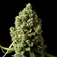 -.#JDC SERRE 2015#.- |C+40| Palissé [->Critical+2.0,Critical Kush,Blue Cheese-Bubba Kush Auto,California Kush]-[OUTDOOR]-[POT]-[SERRE]-[BIO]-..-#