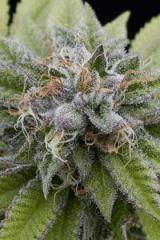 bubba kush auto 4958 1