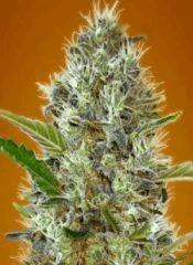 3068 auto somango advanced seeds piensa En verde