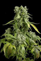 blue cheese autoflowering