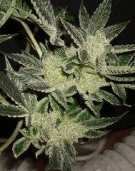 STRAWBERRY BANANA 1