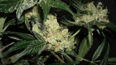 AGENT ORANGE 2 X MULANJE GOLD 3 J