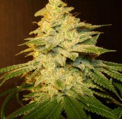 Scott's Og 2c Rare Dankness Seeds Rinçage