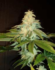 Blue Lime Pie Sin City Seeds 4 B