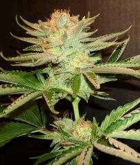 Ace Of Spades 3 TGA A
