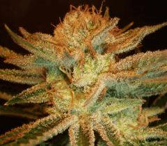 Ace Of Spades 3 TGA C