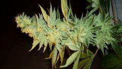 Blue Lime Pie Sin City Seeds 2 B
