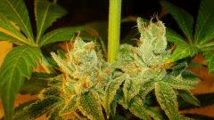 Strawberry Banana 2d Reserva Privada Rinçage