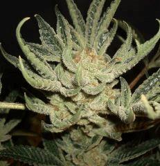 STARBUD J