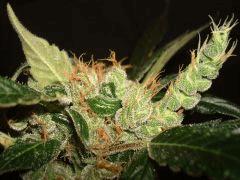 AGENT ORANGE 2 X MULANJE GOLD 3 O
