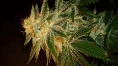 Blue Lime Pie Sin City Seeds 5 A