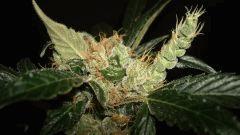 AGENT ORANGE 2 X MULANJE GOLD 3 X