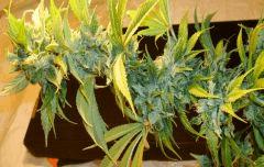 Agent Orange 1 X Mulanje Gold 3 B Rinçage
