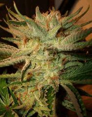 Ace Of Spades 3 TGA D