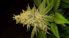 Strawberry Banana 2 Reserva Privada C